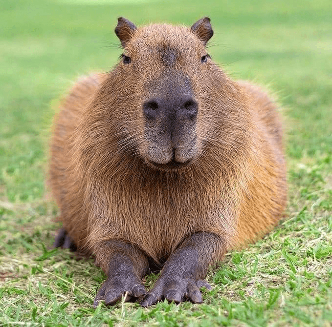 Capybara